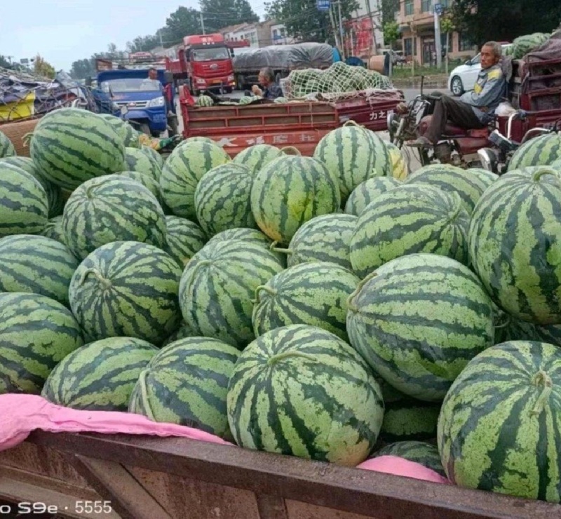 精品美都，8424西瓜现摘现发价格优惠大量现货，协助装车