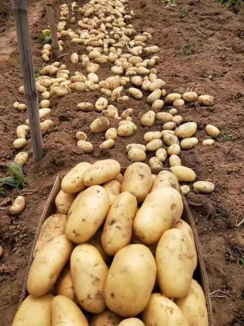 精品新土豆沃土5号大量上市基地直发欢迎来电