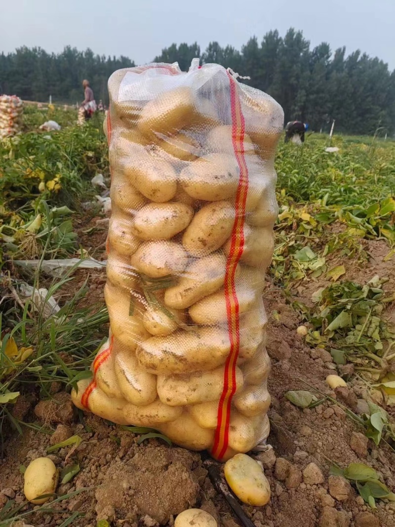 精品新土豆沃土5号大量上市基地直发欢迎来电