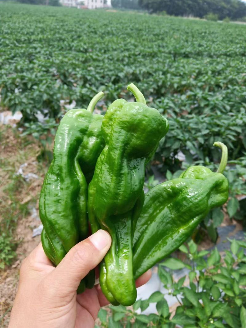 精品薄皮椒，品种齐全！产地直发量大从优！