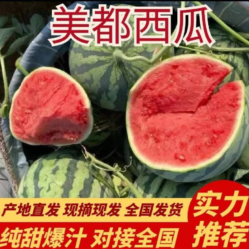 精品美都，8424西瓜现摘现发价格优惠大量现货，协助装车