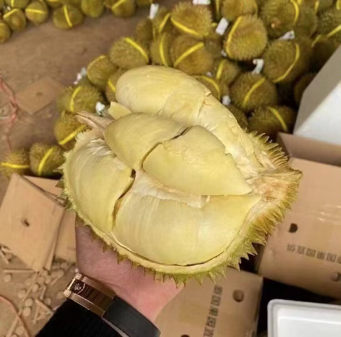 金枕榴莲果肉营养成分展示图