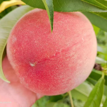 🍑精品水蜜桃味美多汁果味浓郁