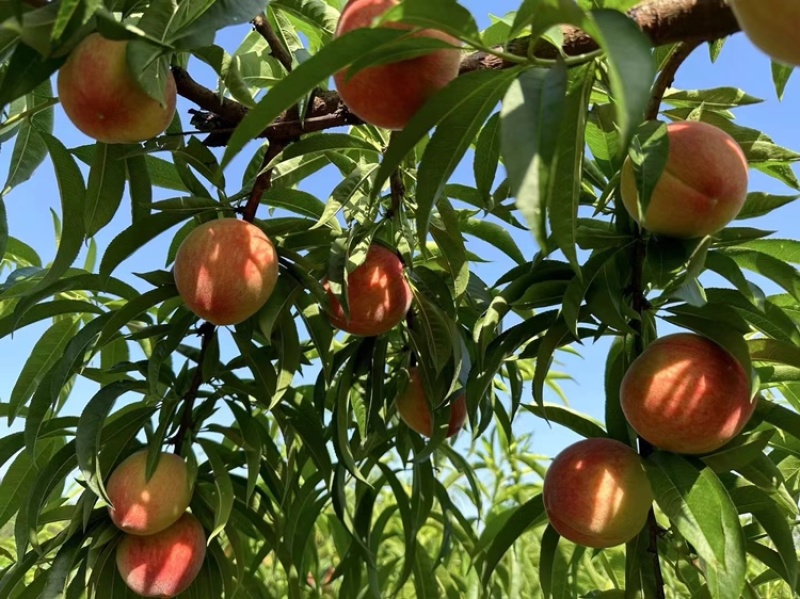 🍑精品水蜜桃味美多汁果味浓郁
