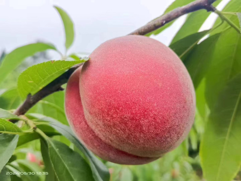 🍑精品水蜜桃味美多汁果味浓郁
