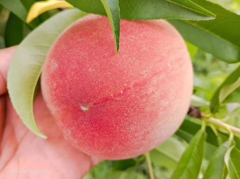 🍑精品水蜜桃味美多汁果味浓郁