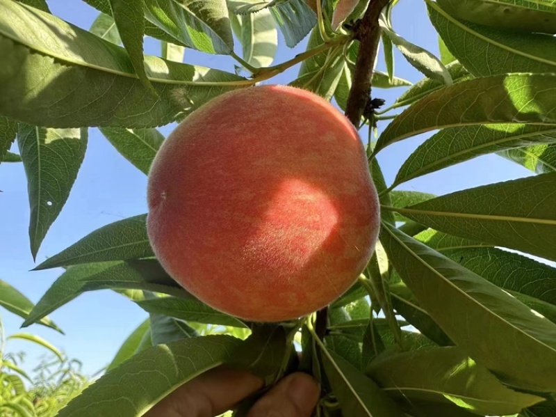 🍑精品水蜜桃味美多汁果味浓郁