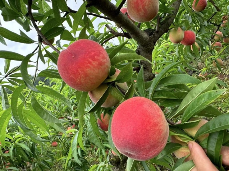 🍑精品水蜜桃味美多汁果味浓郁