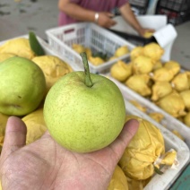 酥脆一号梨早熟梨半斤以上青皮糖度高代发