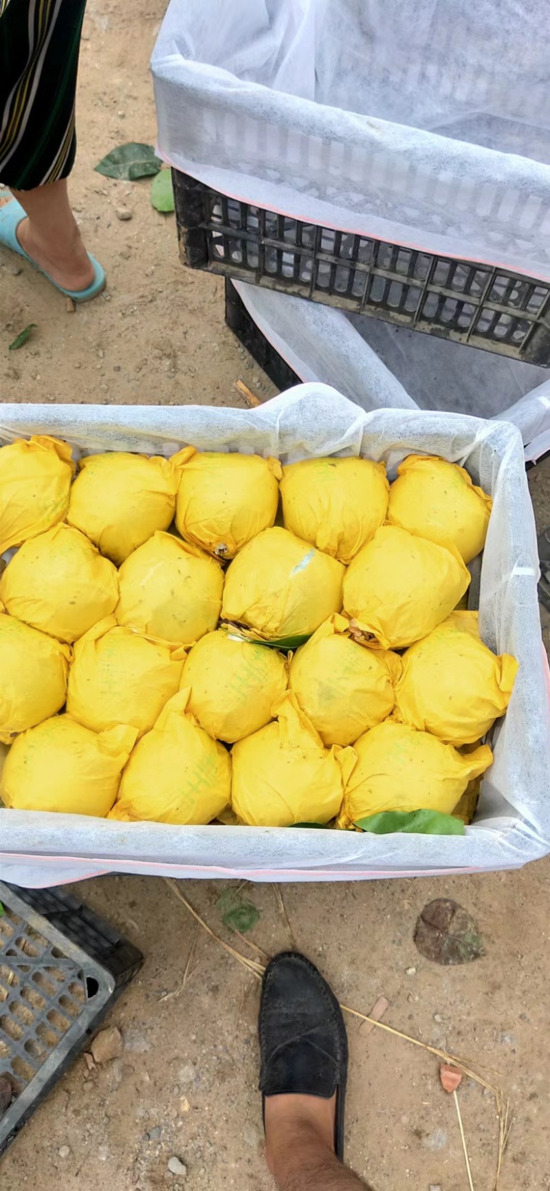 酥脆一号梨早熟梨半斤以上青皮糖度高代发