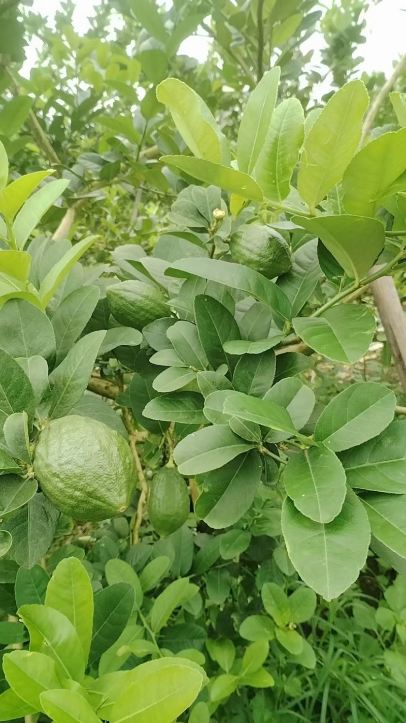 广东香水柠檬