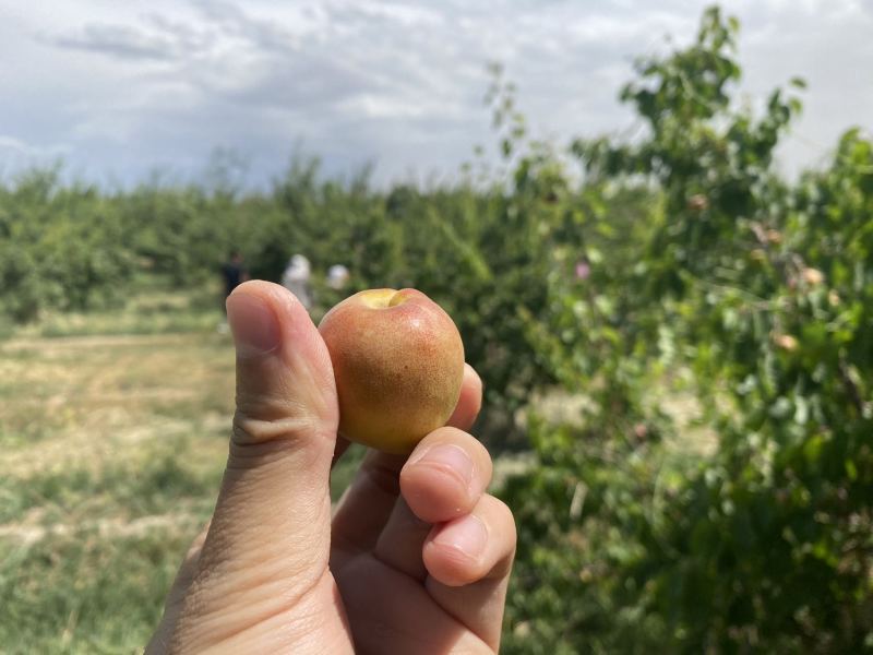 新疆阿克苏，吊干杏，香甜可口，口感优质