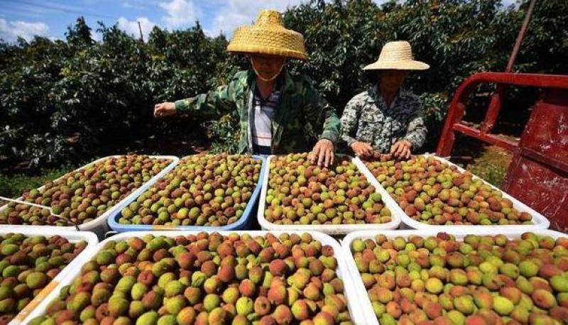 花都区妃子笑荔枝大量上市。果大、核小，果肉清香酸甜