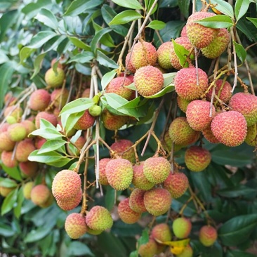 花都区妃子笑荔枝大量上市。果大、核小，果肉清香酸甜