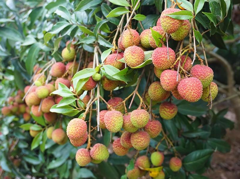 花都区妃子笑荔枝大量上市。果大、核小，果肉清香酸甜