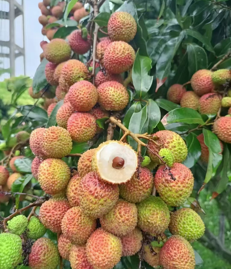 花都区妃子笑荔枝大量上市。果大、核小，果肉清香酸甜