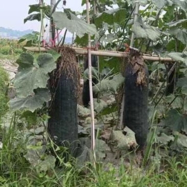 吊冬瓜，黑皮冬瓜，青冬瓜