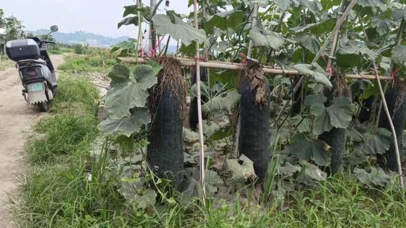 吊冬瓜，黑皮冬瓜，青冬瓜