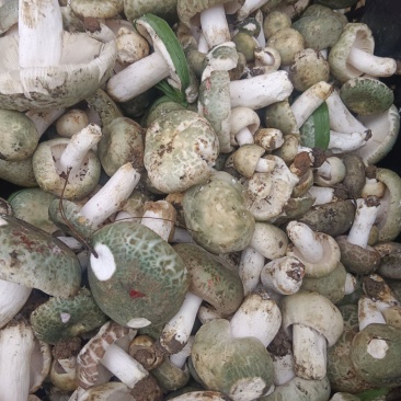 大量批发零售各种野生菌