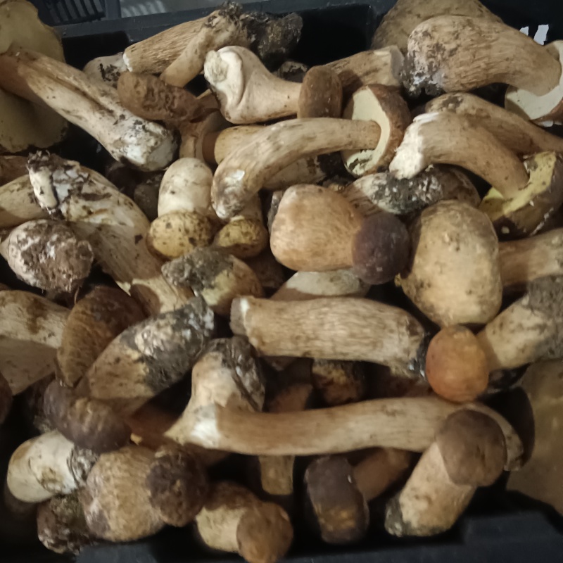 大量批发零售各种野生菌