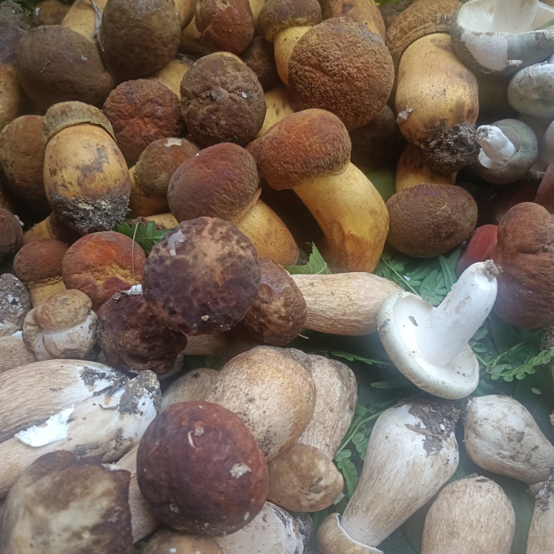 大量批发零售各种野生菌