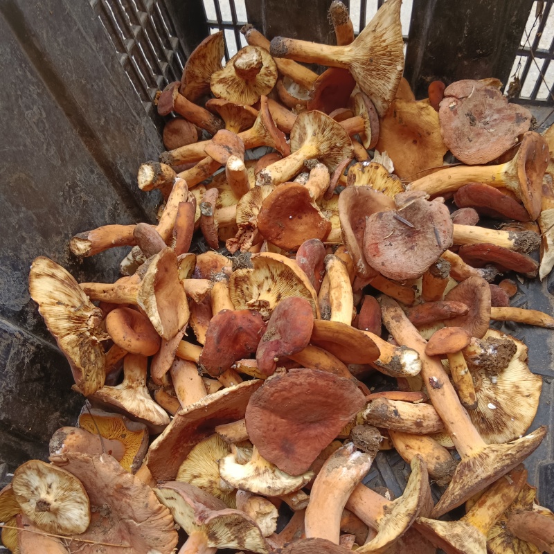 大量批发零售各种野生菌
