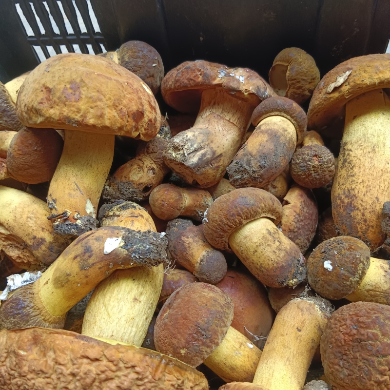 大量批发零售各种野生菌