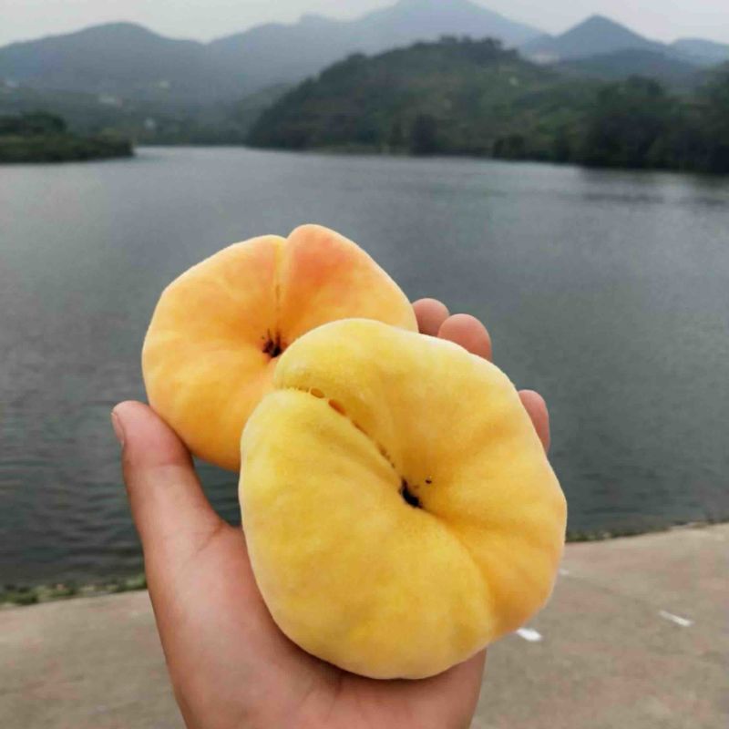 蟠桃