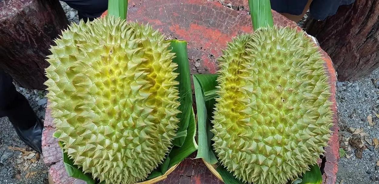 一只手正在用拇指和食指挤压金枕头榴莲上的两根相邻果刺,显示果刺因压力而向内弯曲,手掌接触果壳,背景为厨房台面 手部演示按压金枕头榴莲果刺