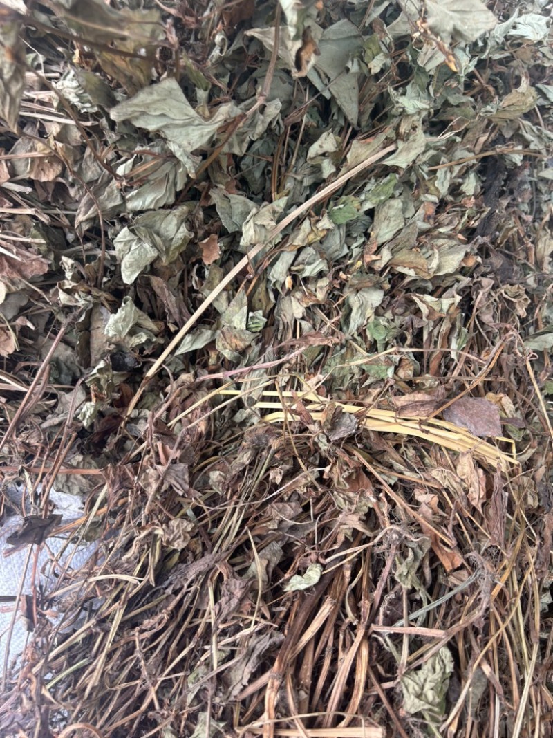 鱼腥草野生鱼腥草新货规格定制产地直供量大从优