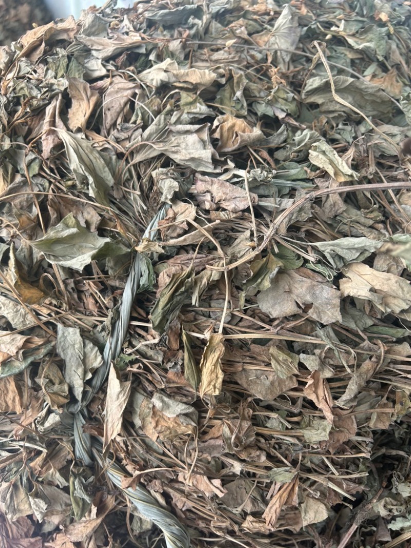 鱼腥草野生鱼腥草新货规格定制产地直供量大从优