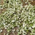 重庆涪陵榨菜批发价格新鲜榨菜丝鲜榨菜片冲辣菜盐渍榨菜