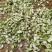 重庆涪陵榨菜批发价格新鲜榨菜丝鲜榨菜片冲辣菜盐渍榨菜
