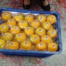 湖北夏橙精品橙子电商市场商超货源欢迎选购