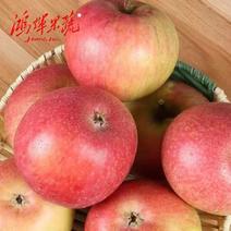 【国光苹果】栖霞苹果老品种，酸甜可口，儿时记忆，源头产地