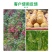包邮膨果上色提高抗性亚磷酸钾水溶肥料瓜果蔬菜通用肥料