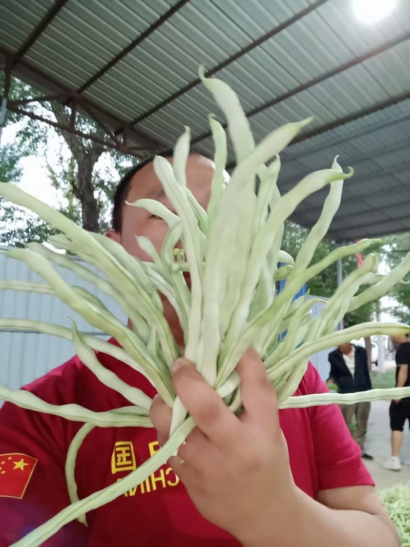 山西应县白王中王，白无丝大量供应，产地直供，可供电商。