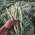 山西应县白王中王，白无丝大量供应，产地直供，可供电商。