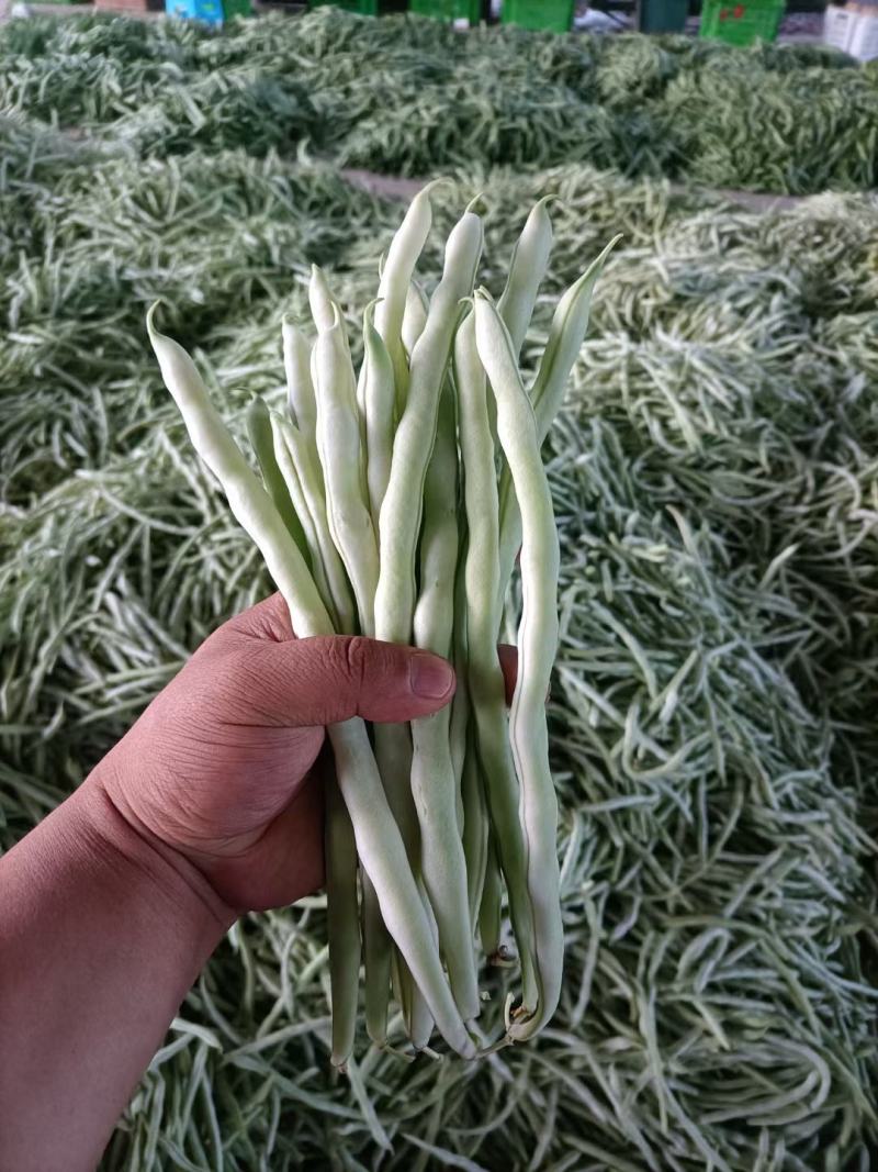山西应县白王中王，白无丝大量供应，产地直供，可供电商。