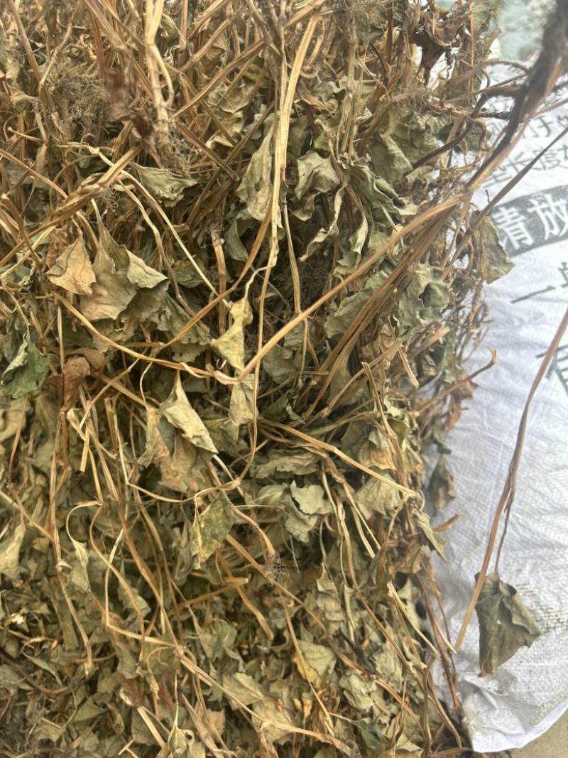 鱼腥草野生鱼腥草新货规格定制产地直供量大从优