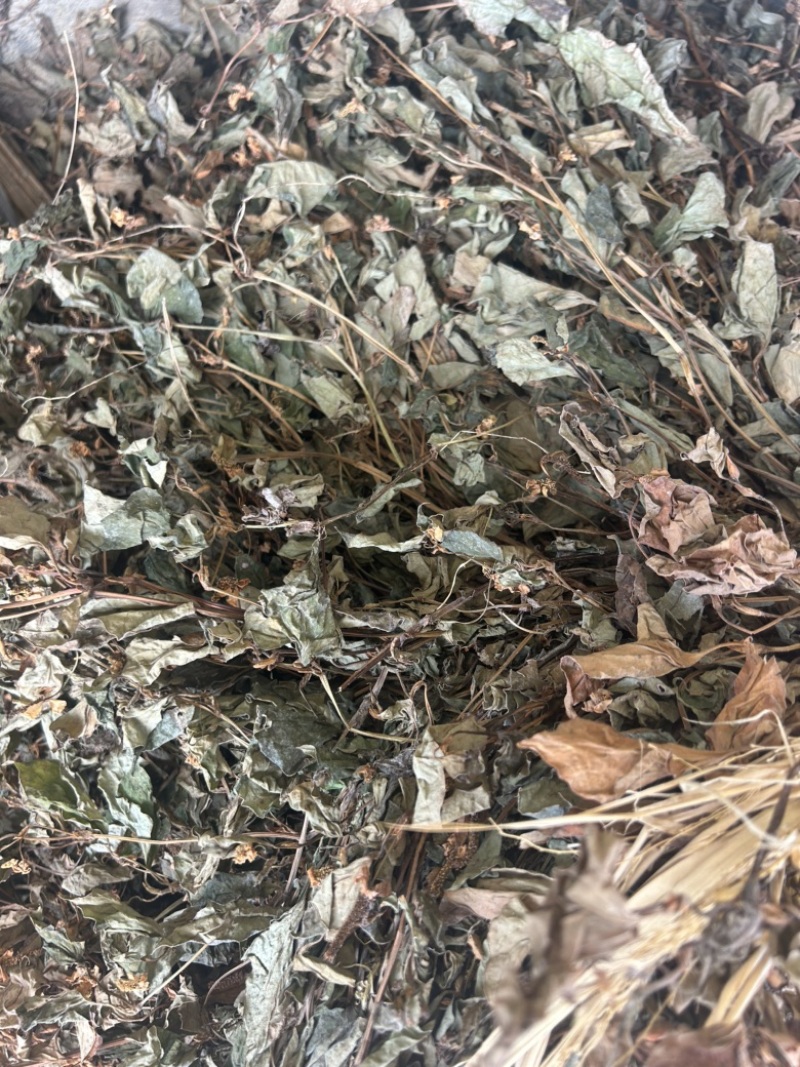 鱼腥草野生鱼腥草新货规格定制产地直供量大从优