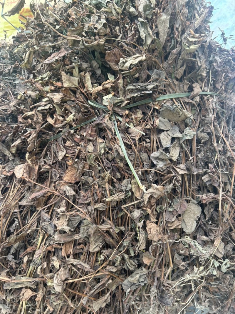 鱼腥草野生鱼腥草新货规格定制产地直供量大从优