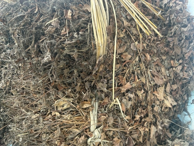 鱼腥草野生鱼腥草新货规格定制产地直供量大从优