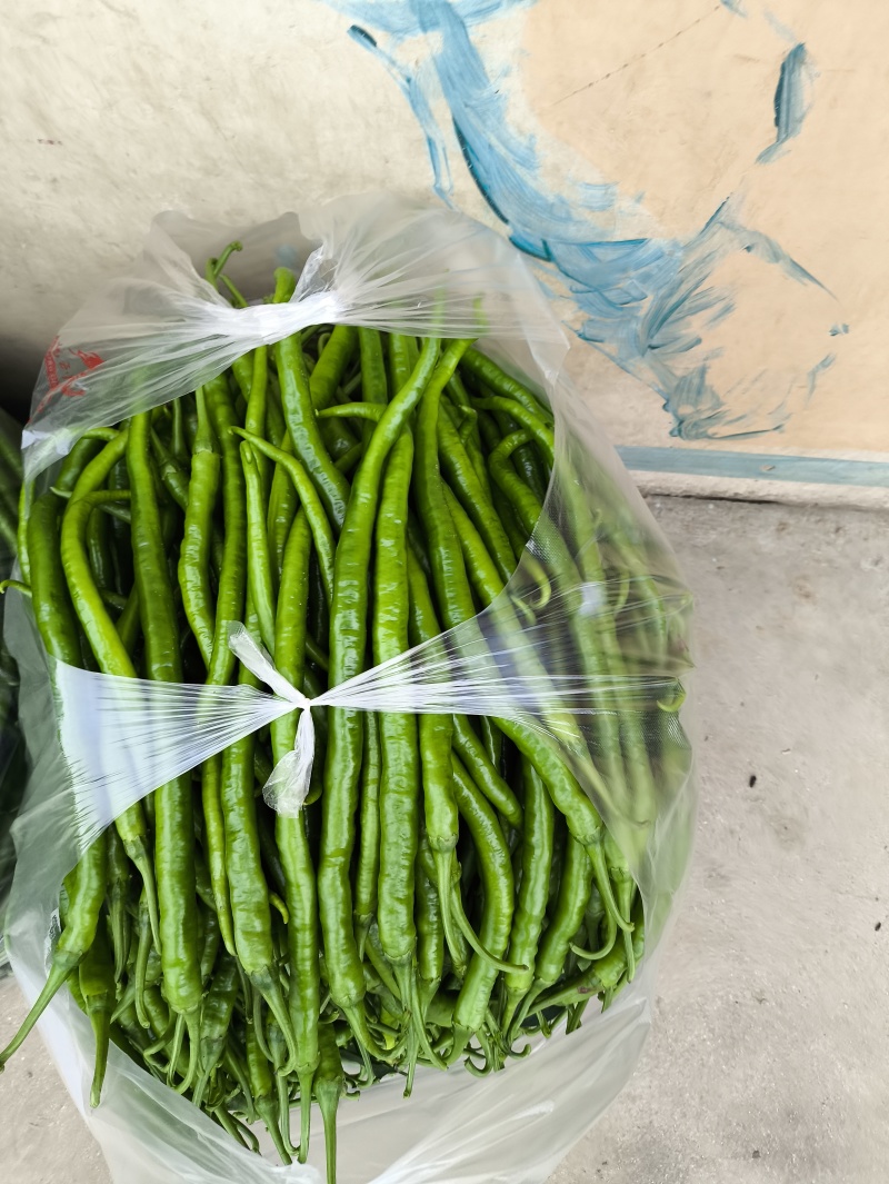 汉中露天线椒上市了，货量大条直颜色黑亮，无麻点无虫眼