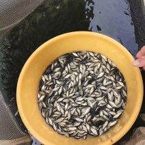 鲫鱼饵料鱼食料