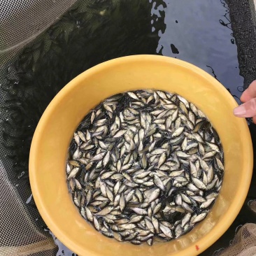 鲫鱼饵料鱼食料