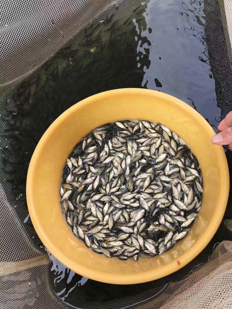鲫鱼饵料鱼食料