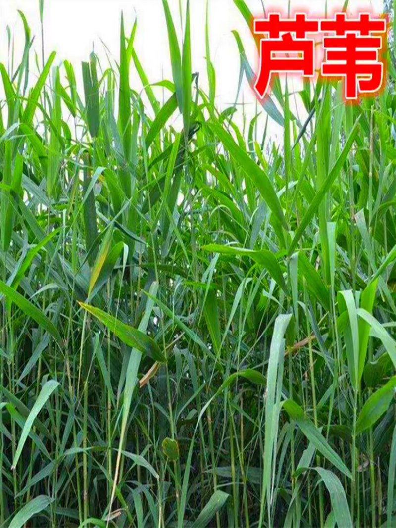 芦苇苗水生植物净化污水水质池塘绿化岸边造景花卉粽子叶竹子