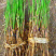 芦苇苗水生植物净化污水水质池塘绿化岸边造景花卉粽子叶竹子
