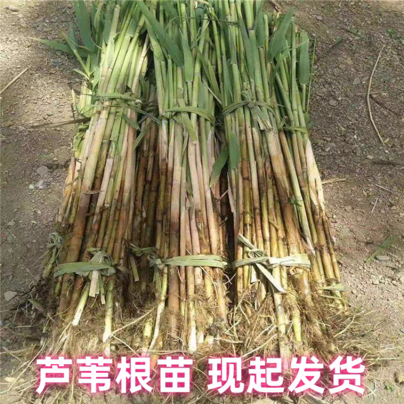 芦苇苗水生植物净化污水水质池塘绿化岸边造景花卉粽子叶竹子